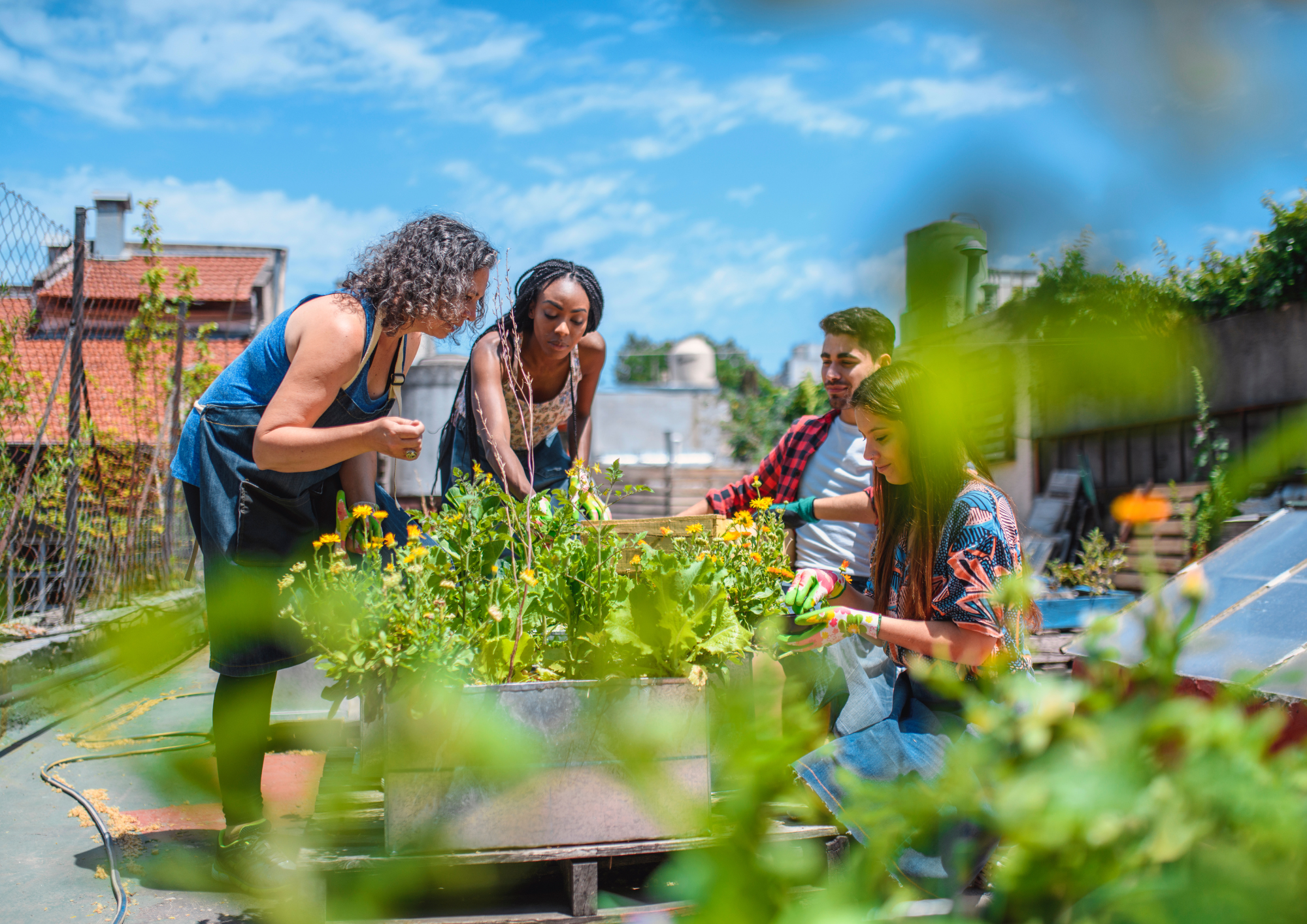 People working at vegetable bed